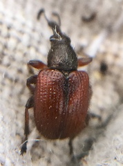 Tatianaerhynchites aequatus