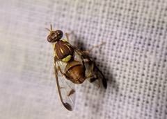 Zeugodacus cucurbitae