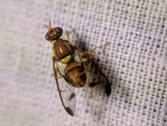 Zeugodacus cucurbitae