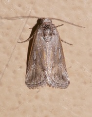 Aleptina junctimacula