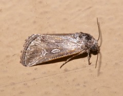 Aleptina junctimacula