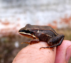 Leptodactylus notoaktites