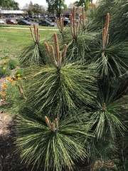 Pinus ponderosa