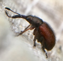 Tatianaerhynchites aequatus