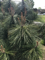 Pinus ponderosa