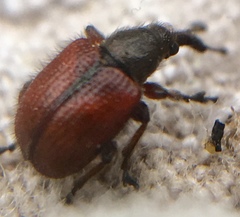 Tatianaerhynchites aequatus