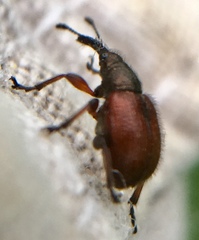 Tatianaerhynchites aequatus