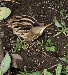 Ixobrychus involucris