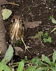 Ixobrychus involucris