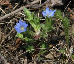 Gentiana squarrosa