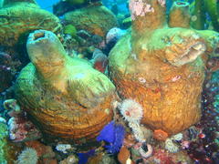 Pyura stolonifera
