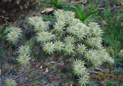 Phylica pubescens