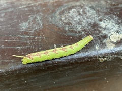 Cypoides chinensis