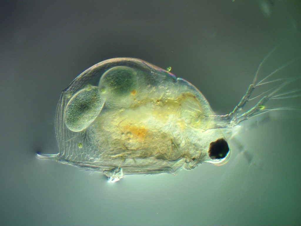 Scapholeberis rammneri