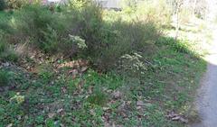 Phylica pubescens