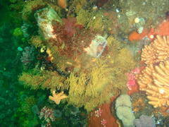 Pyura stolonifera