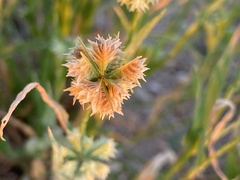 Dactyloctenium radulans
