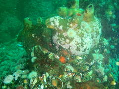 Pyura stolonifera