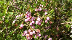 Erica gracilis