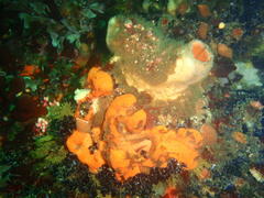 Pyura stolonifera