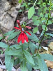 Lobelia cardinalis