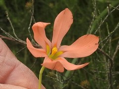 Moraea comptonii