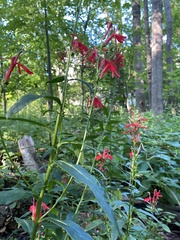 Lobelia cardinalis