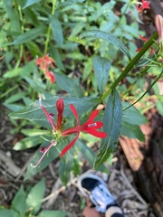 Lobelia cardinalis
