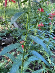 Lobelia cardinalis