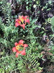 Lilium catesbaei image