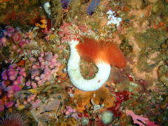 Protula bispiralis