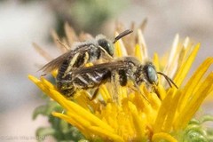 Calliopsima