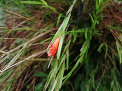 Isochilus aurantiacus