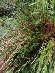 Isochilus aurantiacus