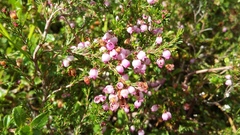 Erica gracilis