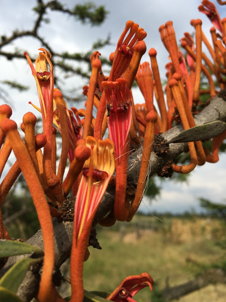 Phragmanthera dschallensis