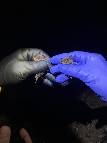 Northern Bat