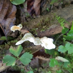 Loweomyces fractipes