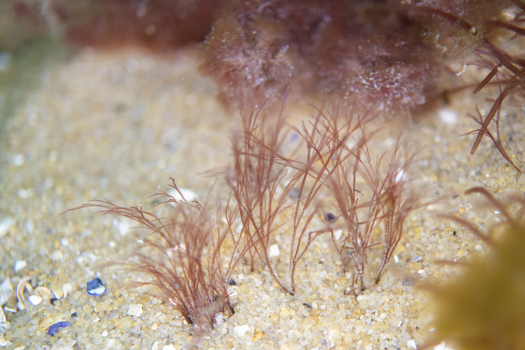 Vertebrata decipiens