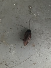 Pycnoscelus surinamensis