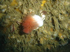 Protula bispiralis