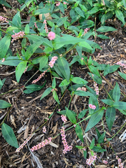 Persicaria longiseta