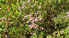 Erica gracilis