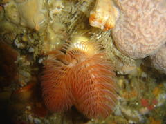 Protula bispiralis