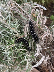Lepidoptera