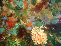 Protula bispiralis
