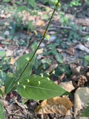 Persicaria virginiana