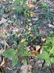 Persicaria virginiana