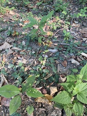 Persicaria virginiana