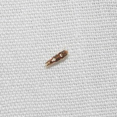 Erythroneura elegans